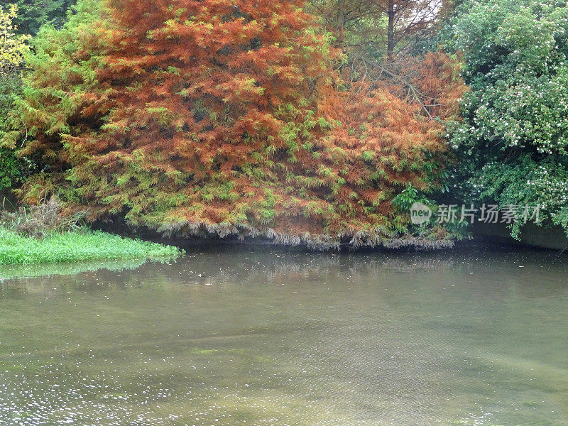 秋树/秋叶池，日本枫树(槭树-掌叶)/柏树(taxodium)